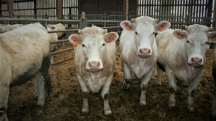 Les introductions d’animaux sont interdites dans une partie de la Lombardie, cœur de l’engraissement italien.