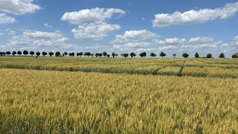 Arvalis publie le classement des variétés de céréales à paille les plus cultivées en France lors de la campagne 2024/25.