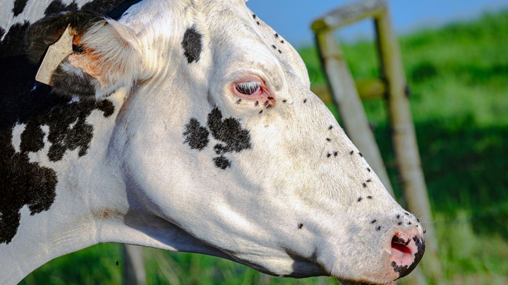 La maladie est transmise par les moucherons culicoïdes. De petite taille (1 à 3 mm), ils sont difficilement repérables à l'oeil nu, mais transmettent le virus de la MHE via leur piqûres.
