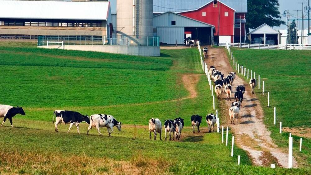 Vaches laitières aux Etats-Unis