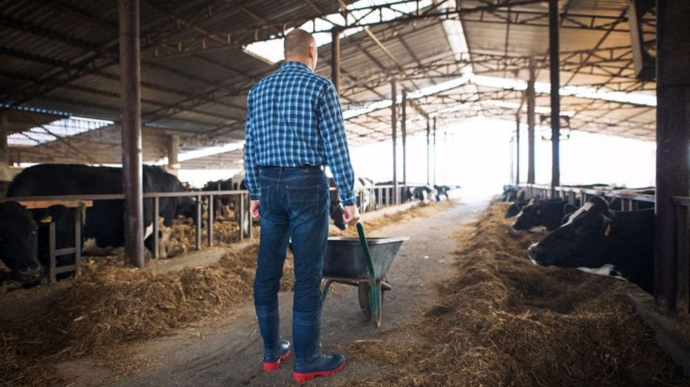 Eleveur dans la stabulation des vaches laitières Eleveur dans la stabulation des vaches laitières