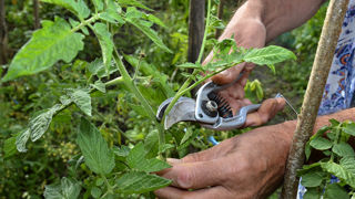 Tailler les extrémités des pousses de vos pieds de tomates permet d’obtenir des fruits plus gros.