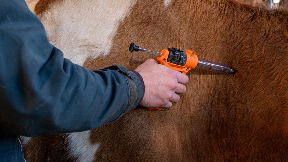 Les animaux en bâtiments, et donc facilement accessibles, sont vaccinés en priorité et il faudra ensuite s'attaquer aux zones d'estives, moins faciles d'accès dans ces régions montagneuses.