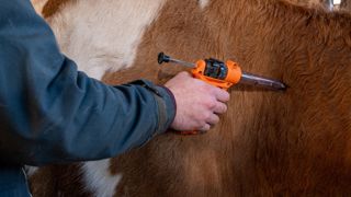 Les animaux en bâtiments, et donc facilement accessibles, sont vaccinés en priorité et il faudra ensuite s'attaquer aux zones d'estives, moins faciles d'accès dans ces régions montagneuses. Les animaux en bâtiments, et donc facilement accessibles, sont vaccinés en priorité et il faudra ensuite s'attaquer aux zones d'estives, moins faciles d'accès dans ces régions montagneuses.