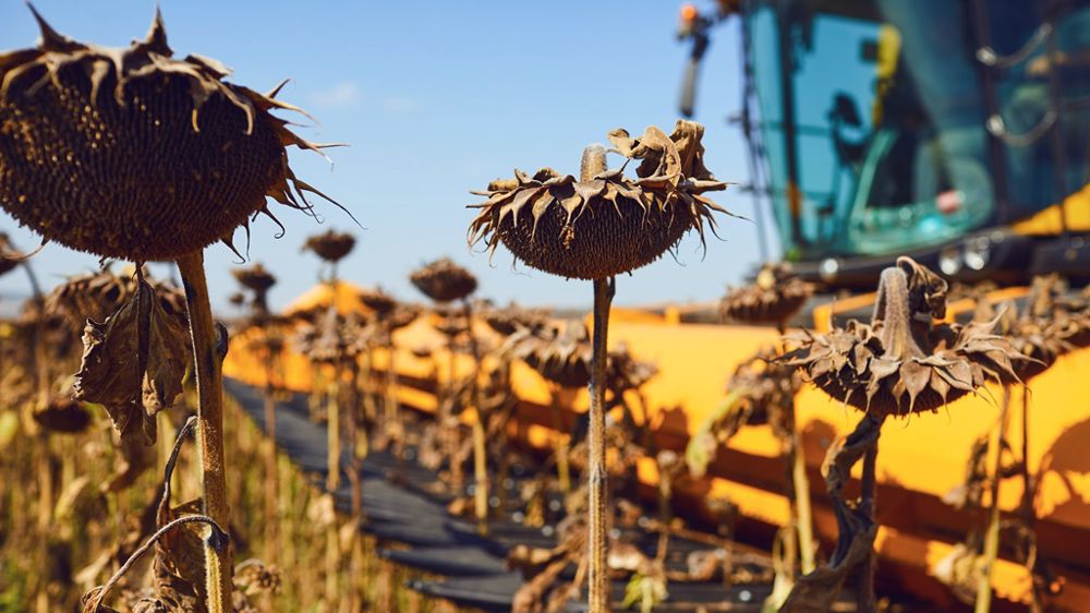 Récolte du tournesol : l’humidité, un paramètre-clé