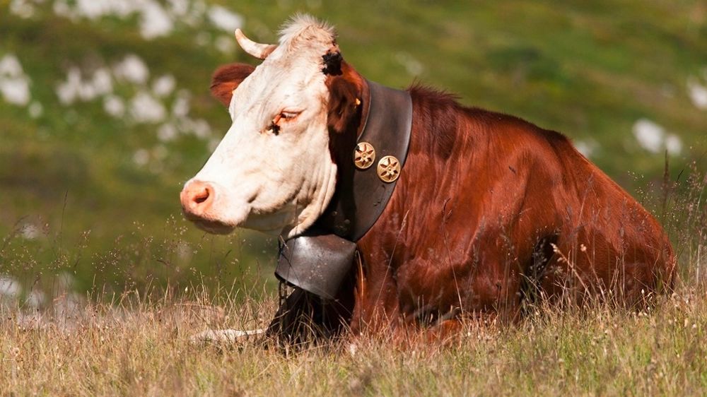 Vache Abondance avec une cloche