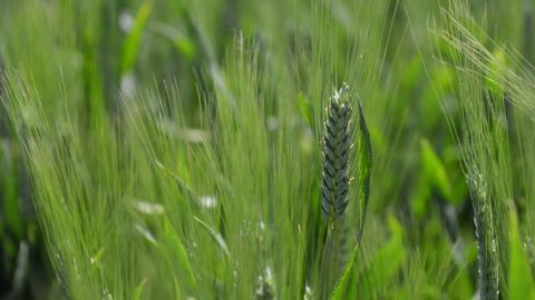 Les essais d'Arvalis ont montré que semer tardivement son blé dur impacte « significativement » le rendement.
