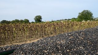 La récolte des cultures d'été s'annonce précoce en 2025. Dans le sud-est, elle est attendue dans la première quinzaine d'août. La récolte des cultures d'été s'annonce précoce en 2025. Dans le sud-est, elle est attendue dans la première quinzaine d'août.