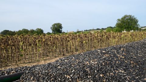 La récolte des cultures d'été s'annonce précoce en 2025. Dans le sud-est, elle est attendue dans la première quinzaine d'août. La récolte des cultures d'été s'annonce précoce en 2025. Dans le sud-est, elle est attendue dans la première quinzaine d'août.