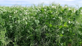 Cette campagne de pois de printemps montre que la date de semis est un levier performant pour éviter les stress climatiques. Cette campagne de pois de printemps montre que la date de semis est un levier performant pour éviter les stress climatiques.