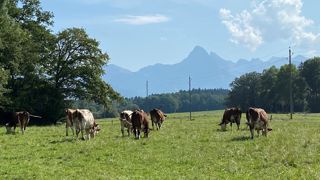 Au 8 août, 71 foyers sont répartis dans 37 élevages en Savoie et Haute-Savoie. Au 8 août, 71 foyers sont répartis dans 37 élevages en Savoie et Haute-Savoie.
