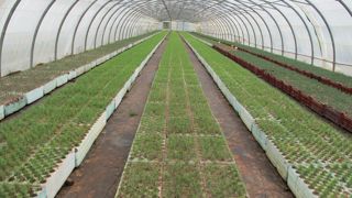 Lancé début août, le dispositif de soutien vise à garantir l’approvisionnement en graines et en plants, essentiel pour accompagner le renouvellement et l’adaptation des forêts au changement climatique, ainsi que les plantations de haies. Lancé début août, le dispositif de soutien vise à garantir l’approvisionnement en graines et en plants, essentiel pour accompagner le renouvellement et l’adaptation des forêts au changement climatique, ainsi que les plantations de haies.