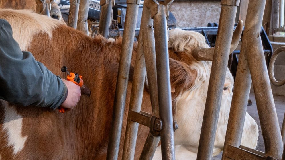 Vaccination des bovins