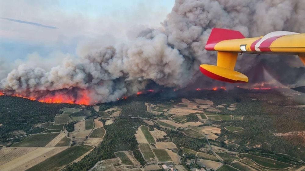 Sur les 16 000 ha que l'incendie inédit a ravagé dans l'Aude, les représentants agricoles du département estiment entre 1 000 et 1 500 ha la surface viticole fortement impactée.