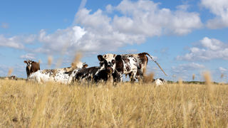 À un printemps favorable succède un été marqué par la sécheresse et une forte pression sanitaire qui pèsent sur la collecte de lait de vache. À un printemps favorable succède un été marqué par la sécheresse et une forte pression sanitaire qui pèsent sur la collecte de lait de vache.