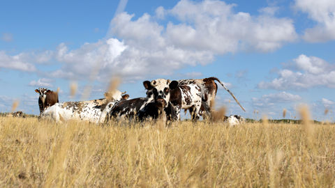 À un printemps favorable succède un été marqué par la sécheresse et une forte pression sanitaire qui pèsent sur la collecte de lait de vache.
