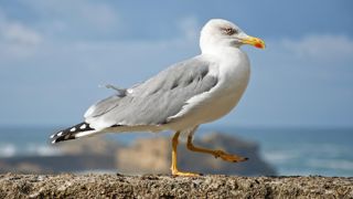 Depuis le 1er août 2025, la Plateforme ESA a recensé quatre cas de grippe aviaire chez des goélands argentés en France. (Image d'illustration) Depuis le 1er août 2025, la Plateforme ESA a recensé quatre cas de grippe aviaire chez des goélands argentés en France. (Image d'illustration)
