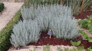 L'herbe à curry est une plante vivace buissonnante dont le feuillage gris argenté rappelle celui de la lavande.