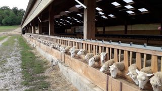 Des éleveurs ont choisi d'installer des rideaux ouvrables et modulables pour s'adapter aux nouvelles conditions climatiques. Ici la bergerie de la ferme expérimentale du Ciirpo au Mourier, en Haute-Vienne. Des éleveurs ont choisi d'installer des rideaux ouvrables et modulables pour s'adapter aux nouvelles conditions climatiques. Ici la bergerie de la ferme expérimentale du Ciirpo au Mourier, en Haute-Vienne.