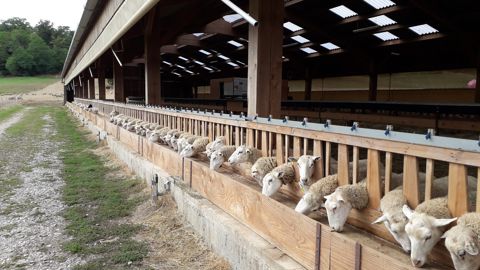 Des éleveurs ont choisi d'installer  des rideaux ouvrables et modulables pour s'adapter aux nouvelles conditions climatiques. Ici la bergerie de la ferme expérimentale du Ciirpo au Mourier, en Haute-Vienne.