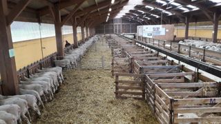 Pour des raisons pratiques mieux vaut rentrer les animaux en bergerie pour les complémenter. Pour des raisons pratiques mieux vaut rentrer les animaux en bergerie pour les complémenter.