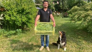 Dans les bras de Thibaut Mathé, une cagette de fleurs d'ail tout juste cueillies (à la fin de mai). Elles seront hachées, assaisonnées et mises en pots. Dans les bras de Thibaut Mathé, une cagette de fleurs d'ail tout juste cueillies (à la fin de mai). Elles seront hachées, assaisonnées et mises en pots.