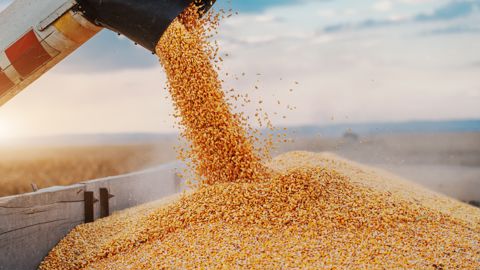 Le dernier bulletin MARS a abaissé ses prévisions de rendement moyen pour la récolte européenne 2025 à 6,93 t/ha de maïs, contre 7,18 t/ha lors de ses prévisions de juillet.
