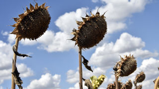 Les échos des premières récoltes de tournesol sont pour l'instant décevants.