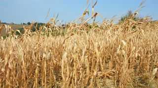 Selon les régions, les floraisons précoces ont pu tomber à une période défavorable et entamer le potentiel des maïs pluviaux.