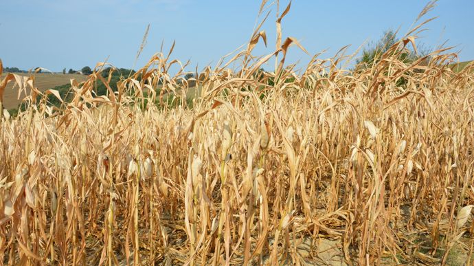 La sécheresse a entamé le potentiel des cultures d’été