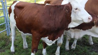 Ces génisses, porteuses de la DNC, ont été abattues le 30 juillet en Savoie. Un soutien psychologique est prévu pour les éleveurs mais également pour les vétérinaires et les agents d’État.