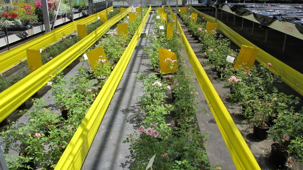 Les projets doivent répondre aux plans d’actions des filières, dont trois pour l’horticulture : "gestion des thrips », « gestion des adventices » et « insectes piqueurs-suceurs ».