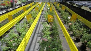 Les projets doivent répondre aux plans d’actions des filières, dont trois pour l’horticulture : "gestion des thrips », « gestion des adventices » et « insectes piqueurs-suceurs ». Les projets doivent répondre aux plans d’actions des filières, dont trois pour l’horticulture : "gestion des thrips », « gestion des adventices » et « insectes piqueurs-suceurs ».
