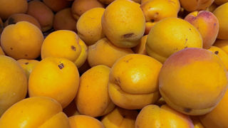 La production française d'abricots s'annonce en hausse de 24 % par rapport 2024, selon les estimations réalisées au 1er août 2025. La production française d'abricots s'annonce en hausse de 24 % par rapport 2024, selon les estimations réalisées au 1er août 2025.