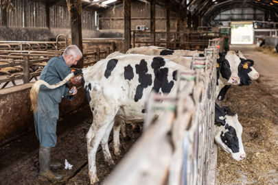 insémination de vache holstein