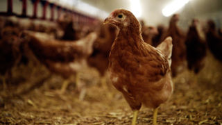 Dominique Chargé, président de La Coopération Agricole, estime qu’il faudrait une centaine de poulaillers par an pendant cinq ans pour reconquérir de 20 % à 30 % du déficit de production comblé par les importations. Dominique Chargé, président de La Coopération Agricole, estime qu’il faudrait une centaine de poulaillers par an pendant cinq ans pour reconquérir de 20 % à 30 % du déficit de production comblé par les importations.