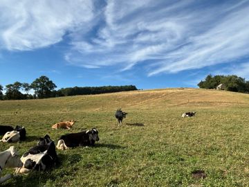 vache laitière holstein dans une prairie en été en Aveyron
