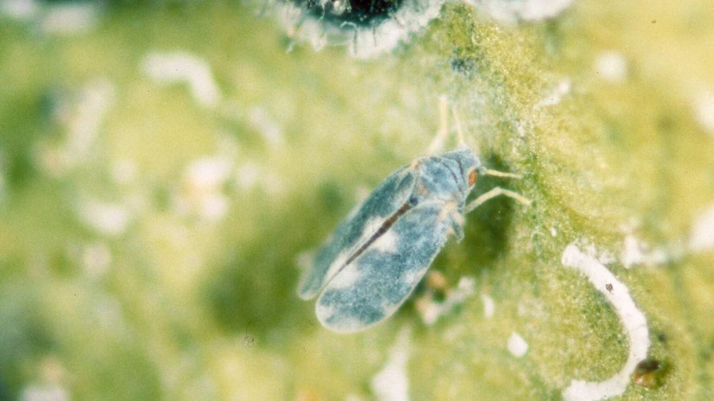 Aleurocanthus spiniferus. Aleurocanthus spiniferus.
