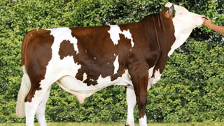 La montbéliarde reste une race mixte comme le souligne ce taureau, Vador JB, aussi bon en lait (Synth lait : 61 ; 1 144 kg de lait) qu’en valeur bouchère (112). La montbéliarde reste une race mixte comme le souligne ce taureau, Vador JB, aussi bon en lait (Synth lait : 61 ; 1 144 kg de lait) qu’en valeur bouchère (112).