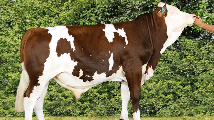 La montbéliarde reste une race mixte comme le souligne ce taureau, Vador JB, aussi bon en lait (Synth lait : 61 ; 1 144 kg de lait) qu’en valeur bouchère (112).