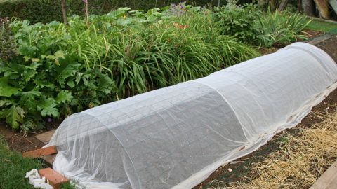 La pose de filets aux mailles les plus fines possibles reste une solution efficace pour lutter contre les invasions de mouches.