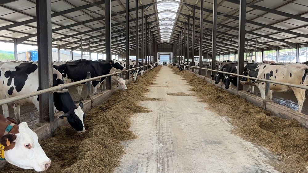 stabulation avec des vaches Holstein et Montbéliardes