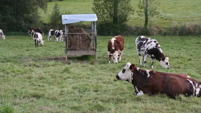 Vaches laitières normandes au pré.