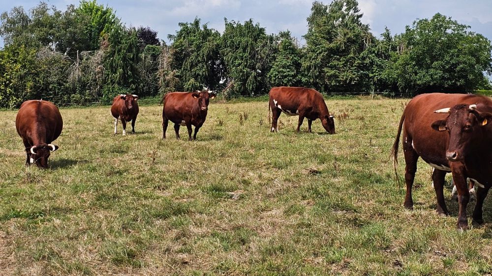 Vaches armoricaines en pâture en Bratagne Vaches armoricaines en pâture en Bratagne
