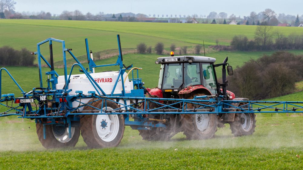 Parmi les variétés dites « sensibles », certaines se révèlent « tolérantes » à la dose de 500 g/ha de chlortoluron.