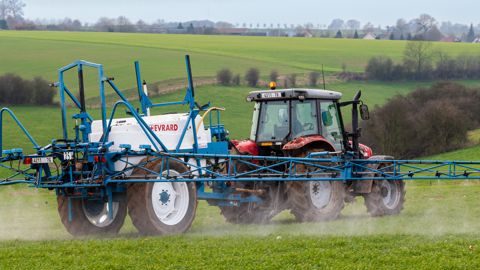 Parmi les variétés dites « sensibles », certaines se révèlent « tolérantes » à la dose de 500 g/ha de chlortoluron.