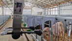 Le Dal robotisé sur rail permet de distribuer automatiquement une ration personnalisée à chaque veau, en case individuelle ou en petit groupe.