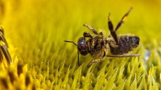 La Commission européenne propose, par exemple pour les abeilles, qu’aucune autorisation ne soit accordée si le risque de réduction de la taille de la colonie est supérieur à 10 %. La Commission européenne propose, par exemple pour les abeilles, qu’aucune autorisation ne soit accordée si le risque de réduction de la taille de la colonie est supérieur à 10 %.