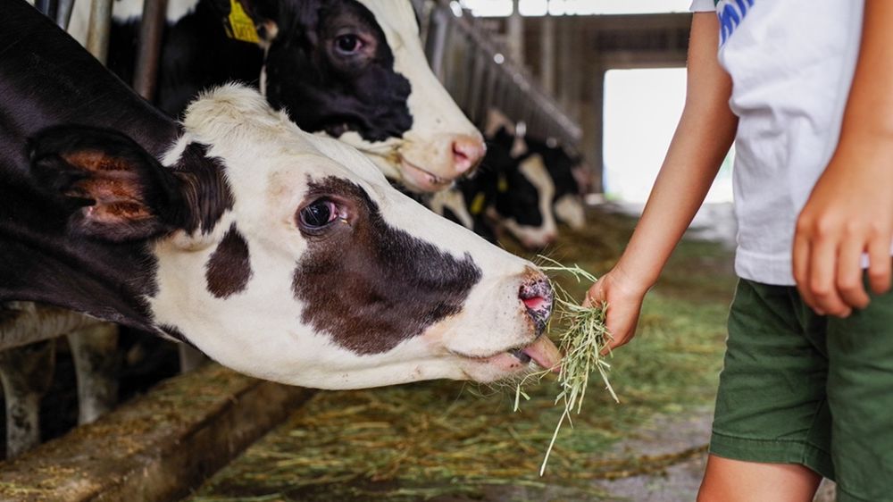 Jeune éleveur de vaches Jeune éleveur de vaches