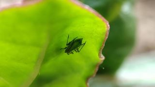 L'insecticide Movento (Bayer), à base de spirotétramate, a obtenu une dérogation sur betterave industrielle et fourragère porte-graine contre les pucerons, et sur betterave potagère et poirée porte-graine contre les insectes piqueurs. L'insecticide Movento (Bayer), à base de spirotétramate, a obtenu une dérogation sur betterave industrielle et fourragère porte-graine contre les pucerons, et sur betterave potagère et poirée porte-graine contre les insectes piqueurs.